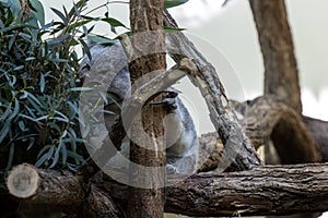 Koalabear eat now photo