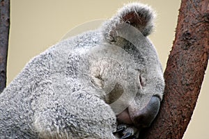 Koalas photo