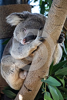 Koalas photo