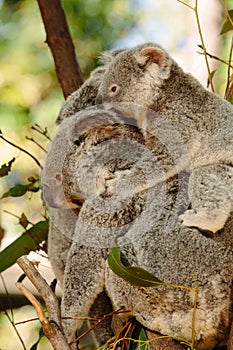Koalas at Currumbin Wildlife
