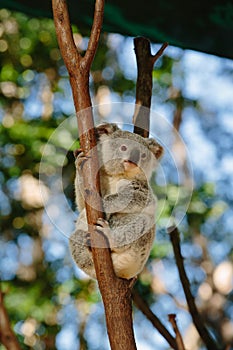Koalas at Currumbin Wildlife Park photo