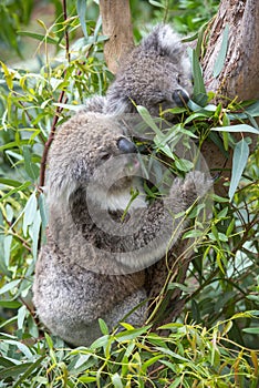 Koalas feeding on gum leaves.