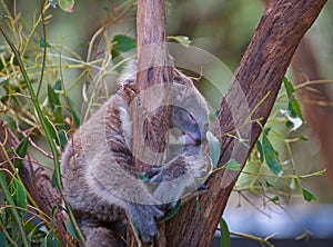 A koalas life is so hard