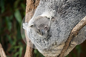 Koalas (Phascolarctos cinereus) in Australia