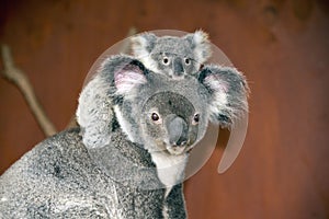 Koalas (Phascolarctos cinereus) in Australia