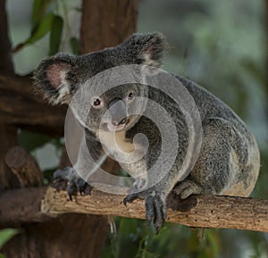 Koalo Bear native to Australia