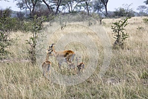 Kob female antelopes and offspring, Queen Elizabeth National Par