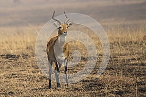 KOB male standing in the savannah among burned grass in the dry