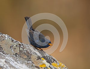 Kobaltgors, Yellow-billed Blue Finch, Porphyrospiza caerulescens photo