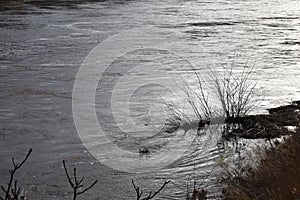 Kobern, Germany - 01 05 2022: Trees with driftwood in the floods of Moselle river