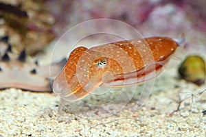 Kobi cuttlefish