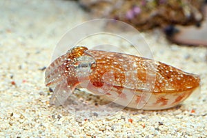 Kobi cuttlefish