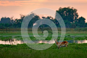 Kobus vardonii, Puku, animal waliking in the water during morning sunrise. Forest mammal in the habitat, Moremi ,Okavango, Botswan