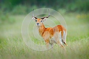  , l'animale Acqua durante caldo cielo blu. foresta mammifero, 