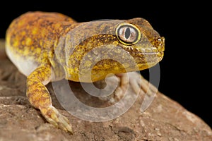 Koch`s Chirping Gecko Ptenopus kochi