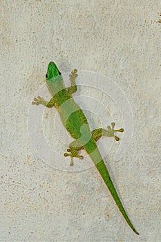 Koch\'s Day Gecko, Phelsuma kochi, Tsingy de Bemaraha Madagascar wildlife