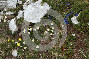 Blue gentians,yellow kidney vetch and alpine pasqueflower Pulsatilla alpina on the meadows of Malbun, Liechtenstein