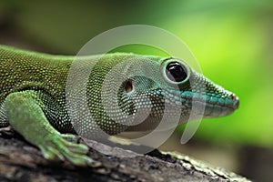 Koch's giant day gecko (Phelsuma madagascariensis kochi).