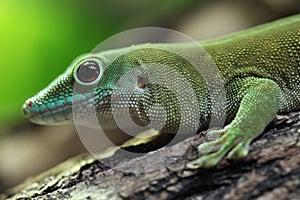 Koch's giant day gecko (Phelsuma madagascariensis kochi). photo