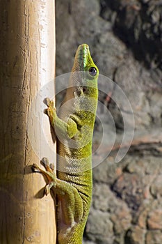 Koch's giant day gecko (Phelsuma madagascariensis kochi) photo