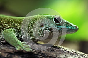 Koch's giant day gecko (Phelsuma madagascariensis kochi). photo