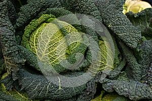 kochan fresh savoy cabbage with leaves