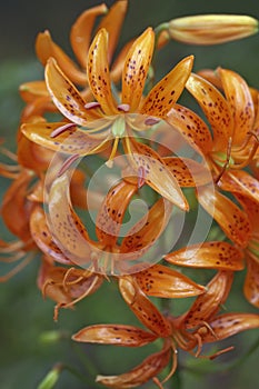 Kochang lily (Lilium distichum)