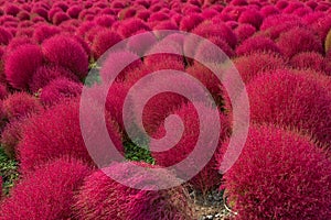 Kochia in autumn season