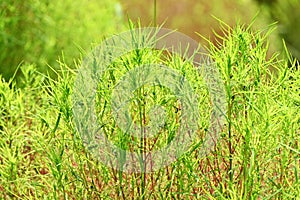 Kochia ( Bassia scoparia ). Amaranthaceae annual plants.