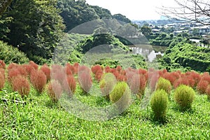 Kochia ( Bassia scoparia ). Amaranthaceae annual plants.