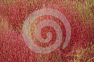 Kochia bushes at Hitachi Seaside Park