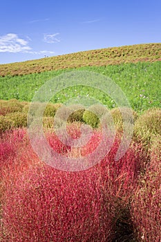 Kochia bushes at Hitachi Seaside Park