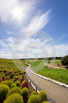 Kochia bushes at Hitachi Seaside Park