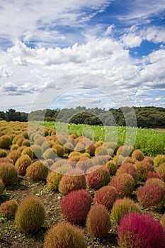 Kochia bushes at Hitachi Seaside Park, Japan