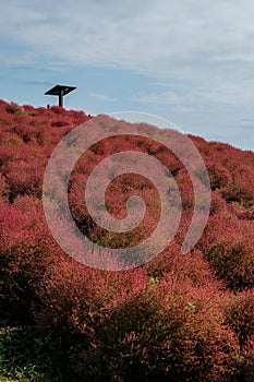 The kochia bushes started to change color to red