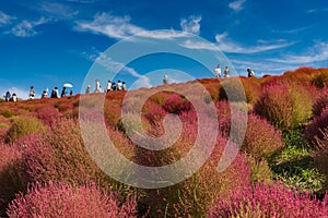 Kochia and cosmos bush with hill landscape Mountain,at Hitachi Seaside Park in autumn