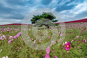 Kochia and cosmos bush with hill landscape Mountain,at Hitachi Seaside Park in autumn