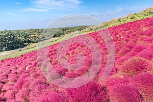 Kochia and cosmos filed Hitachi Ibaraki Japan