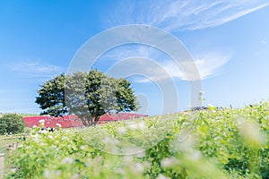 Kochia and cosmos filed Hitachi Ibaraki Japan