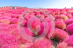 Kochia and cosmos filed Hitachi Ibaraki Japan