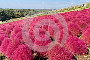 Kochia and cosmos filed Hitachi Ibaraki Japan