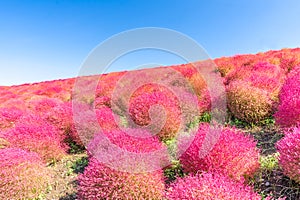 Kochia and cosmos filed Hitachi Ibaraki Japan