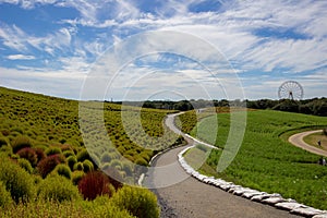 Kochia fields with beautiful sky at Hitachi Seaside Park,Ibaraki,Japan