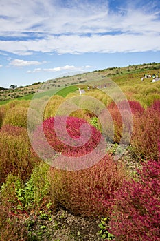 Kochia fields with beautiful sky at Hitachi Seaside Park,Ibaraki,Japan