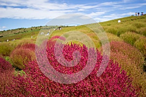 Kochia fields with beautiful sky at Hitachi Seaside Park,Ibaraki,Japan