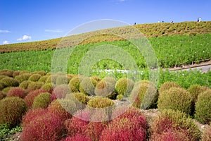 Kochia fields with beautiful sky at Hitachi Seaside Park,Ibaraki,Japan