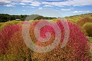 Kochia fields with beautiful sky at Hitachi Seaside Park, Japan