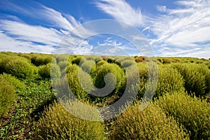 Kochia fields with beautiful sky at Hitachi Seaside Park, Japan