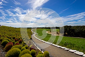 Kochia fields with beautiful sky at Hitachi Seaside Park, Japan