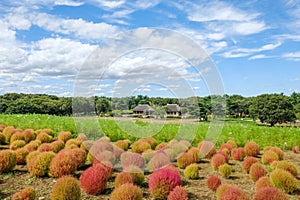 Kochia fields with beautiful sky in Ibaraki,Japan